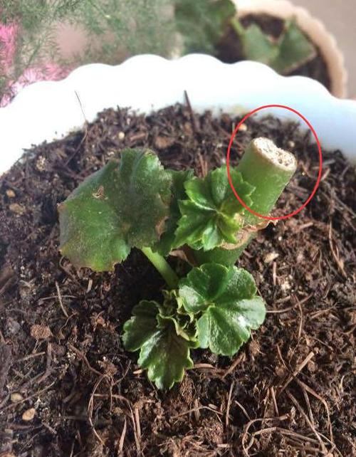 扦插丽格海棠,出现这种情况要及时处理,否则浪费插穗