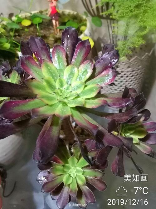 一颗红颜法师的蜕变之路