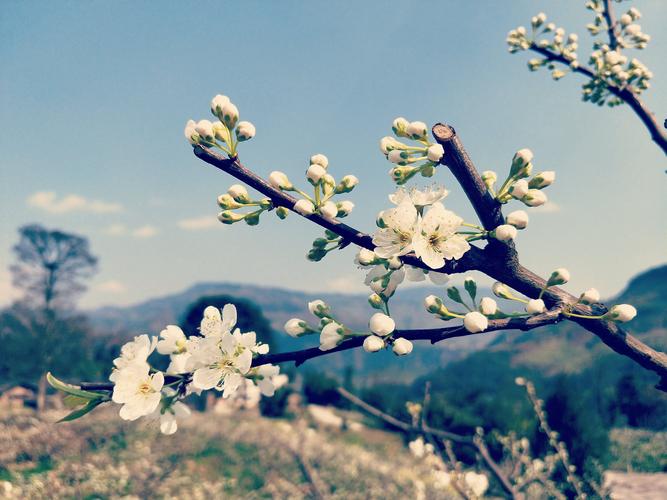 其它 一花一诗《李花》品赏 写美篇 李花    唐 李白 春国送暖百花开