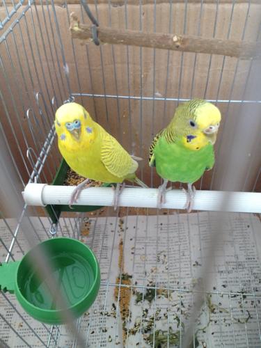 虎皮鹦鹉求年龄和能不能生蛋,才在一起3天