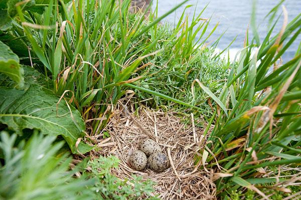 鹌鹑图片_鹌鹑图片大全_全景图片