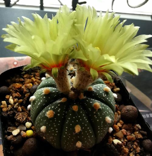 我养的星兜仙人球开花了