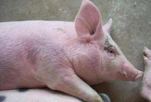 猪弓形虫病的流行特点,猪弓形虫病的病原体是什么?