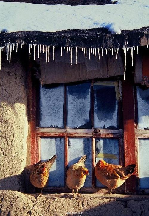 后生阿虎的相册-90年代东北老照片