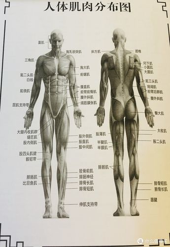 人体肌肉分布图