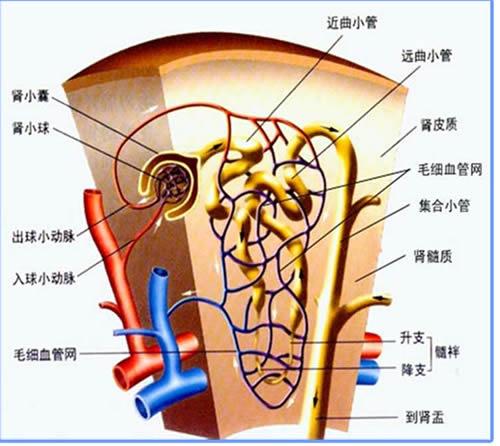 肾小体由肾小球(glomerulus)和肾小囊(bowman"s capsule)组成.