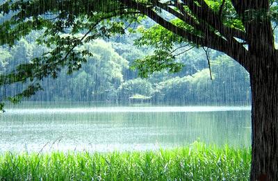 哞哞的博文(488)--- 准七律 * 昨夜夏雨