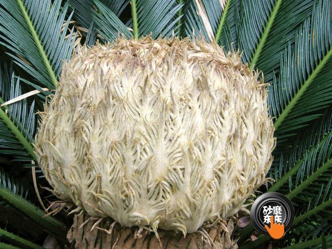苏铁~植物中的活化石