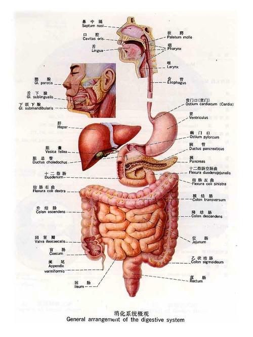 问:人体内脏器官怎么分布,能否给个图看看
