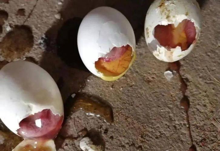 鸽子胚胎出不了壳的原因_种蛋