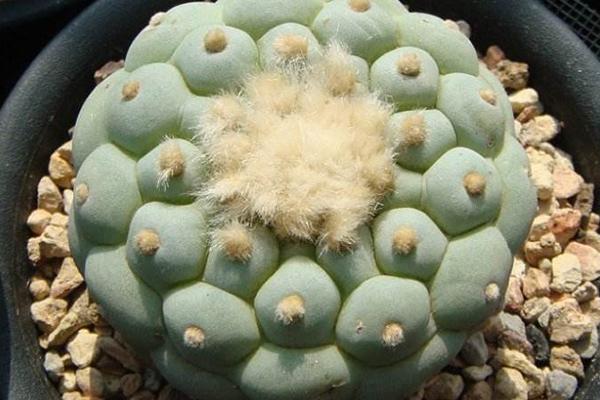 世界上十大名贵多肉植物 最贵的高达十万 最便宜的得两千