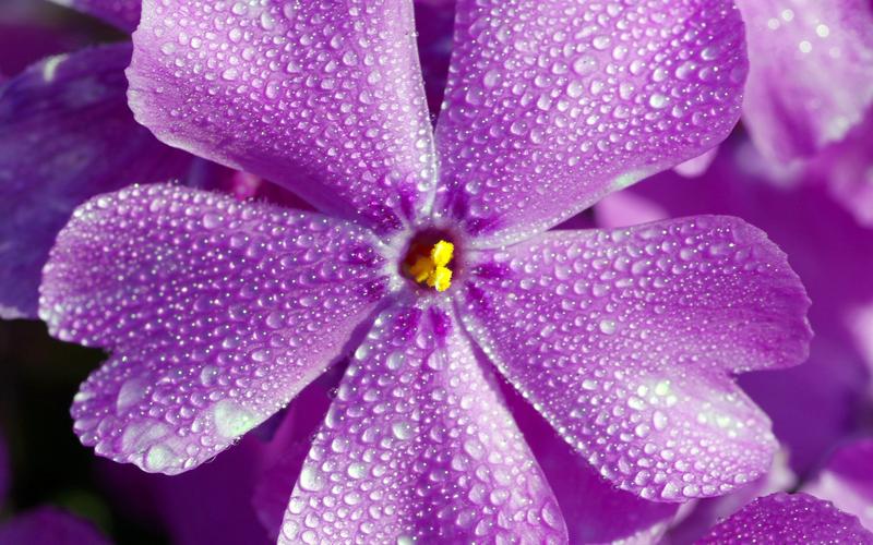 鲜艳唯美植物花卉电脑壁纸