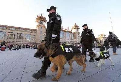 警犬训导员动情讲述:最怕功勋犬一点点老死