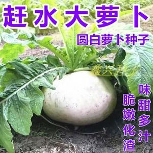赶水萝卜种子春不老圆白大萝卜种籽耐寒抽苔迟四川田园秋季蔬菜孑