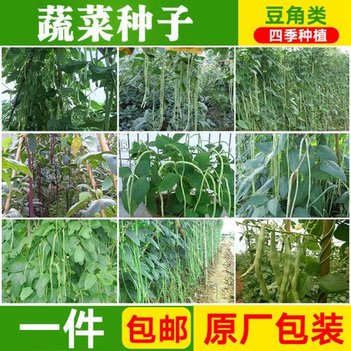 购客秋季四季蔬菜种子农家庭院无架豆角种子珠仔豆特长豆角玉豆菜种子