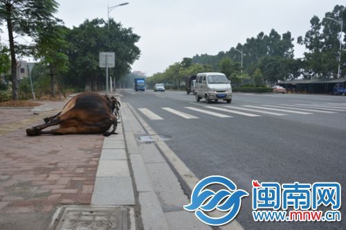 晋江晋光路一男子牵牛过马路被撞和牛双双倒下图