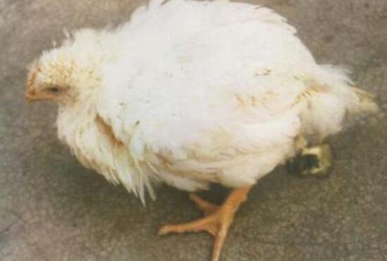 如何让鸡少得病?