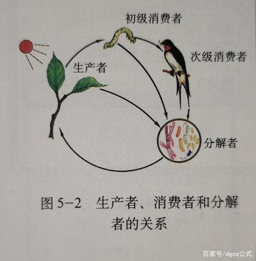 生态系统的结构