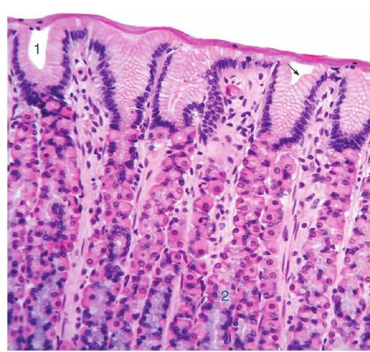 胃底腺 ↑表面黏液细胞