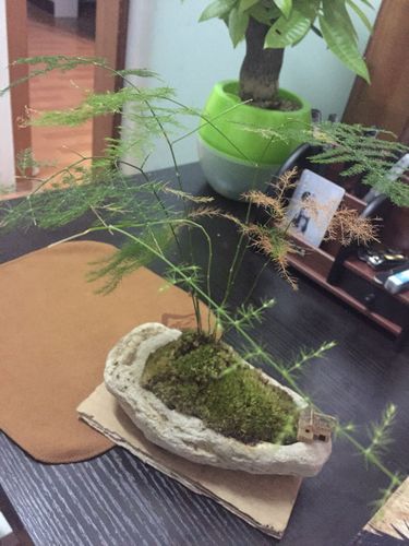 我的云松盆栽怎么了?