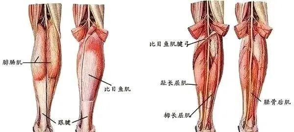 黄伟关于肉毒素的那点事儿丨科普篇