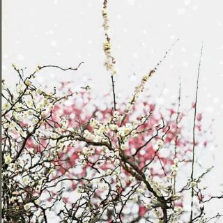 梅花泪