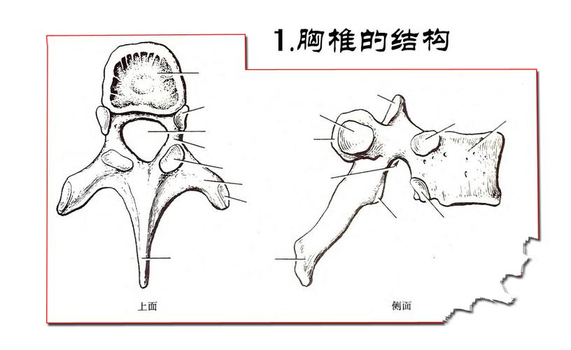 1胸椎的结构