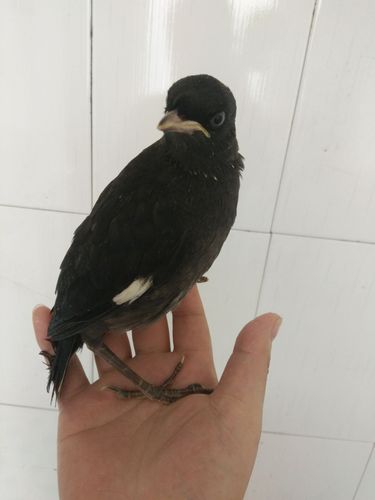 2016年头窝八哥幼鸟活体 黑八哥幼鸟 黑八 亲人 小鸟活体包活