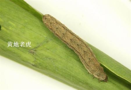 地老虎如何防治?