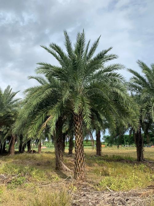 中东海枣报价 浙江中东海枣批发 浙江银海枣树 基地