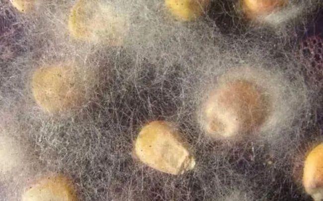 网易首页>网易号>正文申请入驻> 灵芝菌丝图 | baidu尽管这个项目处于