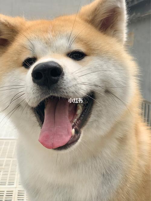 秋田犬表情包已上线_秋田犬_表情包_宠物_狗