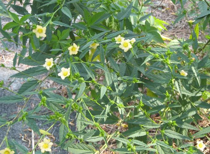  p>黄花稔,中药名.