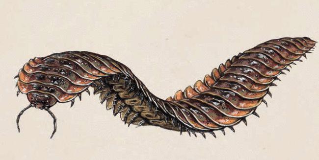 古马陆生活在森林深处,身体硕大而沉重,导致它爬行的痕迹都能变成