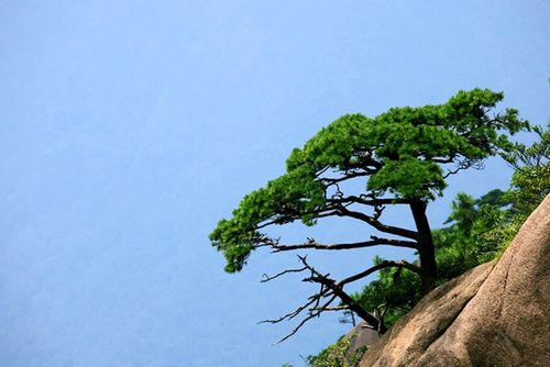 暮色苍茫看劲松