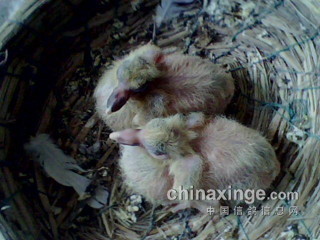 第一批;第七窝幼鸽出壳5天