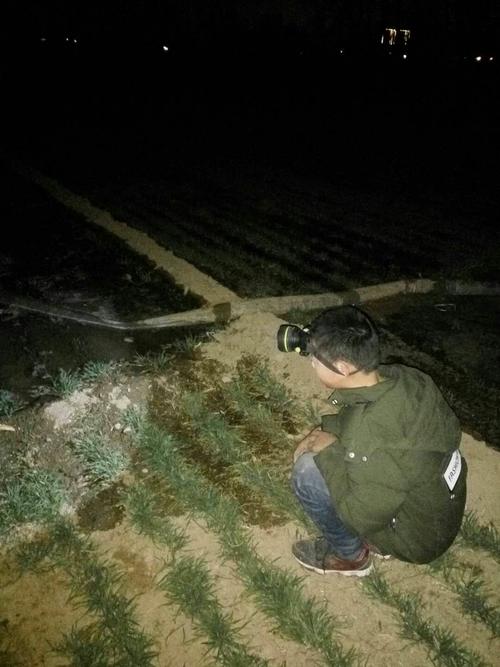 夜里浇地我也会做