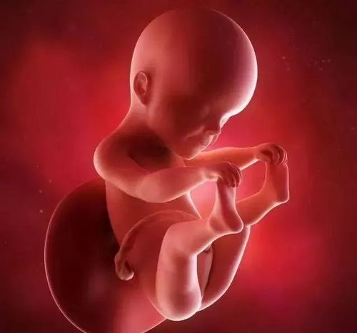 怀孕25周3d胎儿图