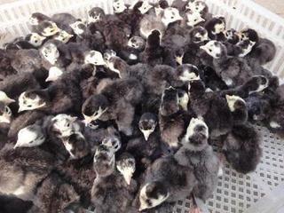 大量供应 火鸡苗 青铜火鸡 尼古拉火鸡