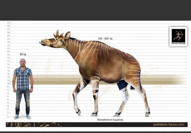 图注:山西兽和人类的体型对比,图片来自网络