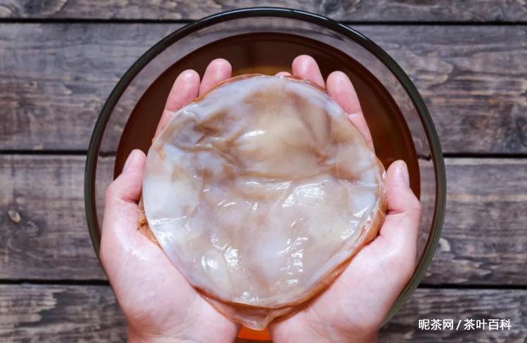 红茶菌是什么东西