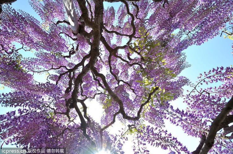 紫藤似《阿凡达》灵魂树 如童话般梦幻