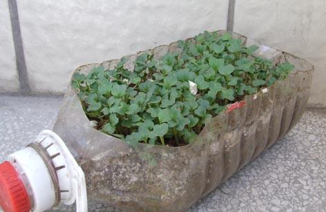 阳台种菜神器知多少?感觉一整年都不愁吃
