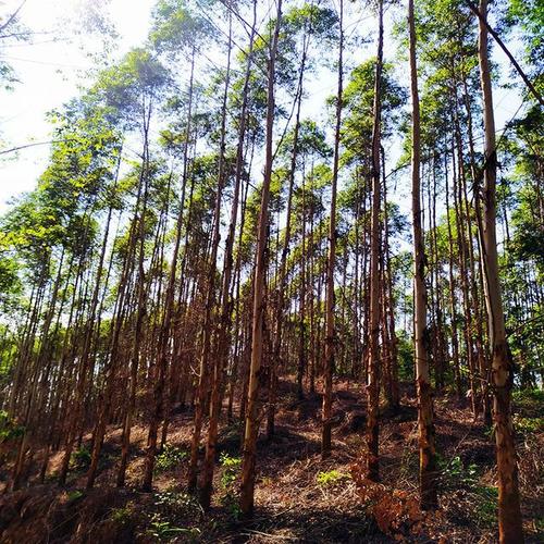 本土树种不敌外来者,广西松树为何挡不住桉树"异军突起"