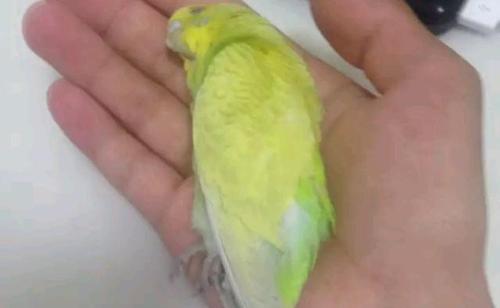 一位饲养者因为撞墙而死去的虎皮鹦鹉