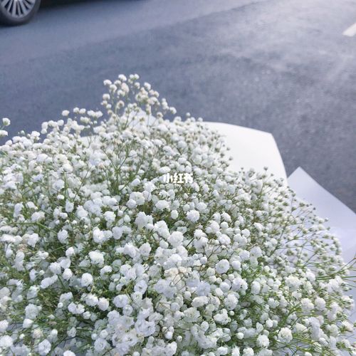 白色满天星/告白花束_满天星_花束_花语_普宁_家居家装_家居装饰