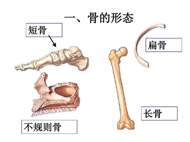长骨 2.短骨.