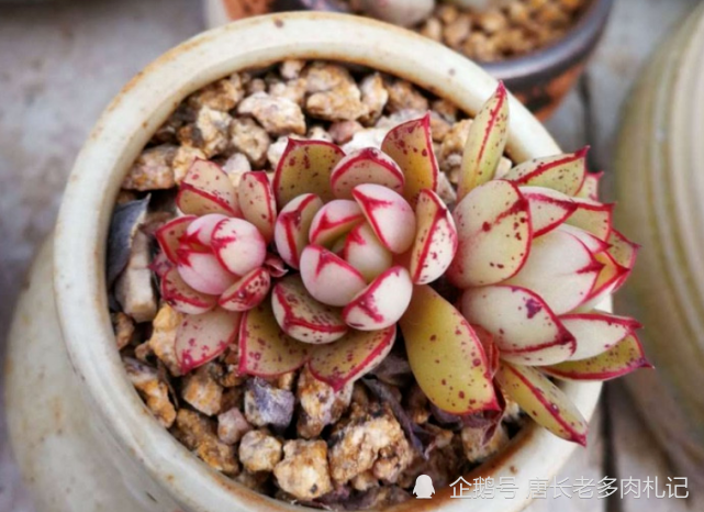 你以为灰姑娘只存在于童话里?大错特错,多肉植物中