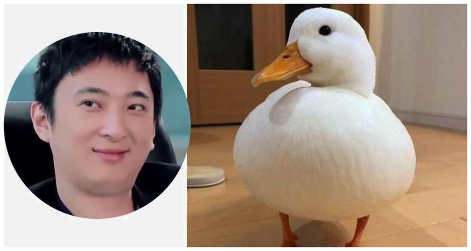世界上最可爱的鸭子,王思聪的掌中宝,现在成了盘中餐!