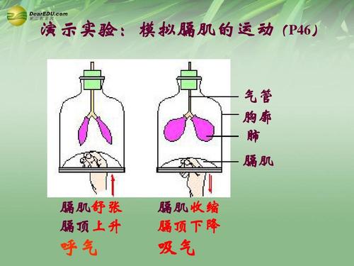 演示实验:模拟膈肌的运动(p46) 气管 胸廓 肺 膈肌 膈肌舒张 膈顶上升